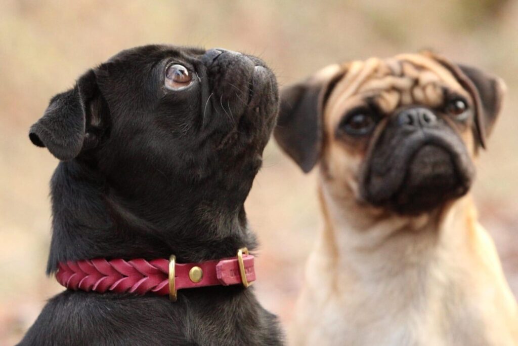 Ophelia und Hildegrad