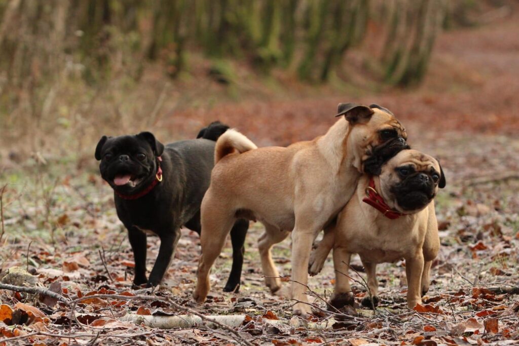 Ophelia, Hildegard und Rosa